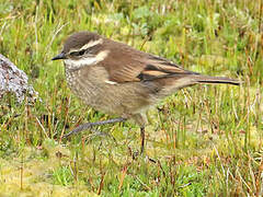 Chestnut-winged Cinclodes