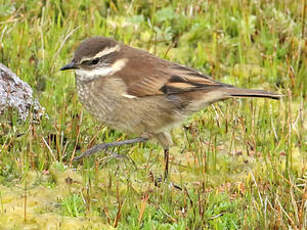 Cinclode à ailes marron