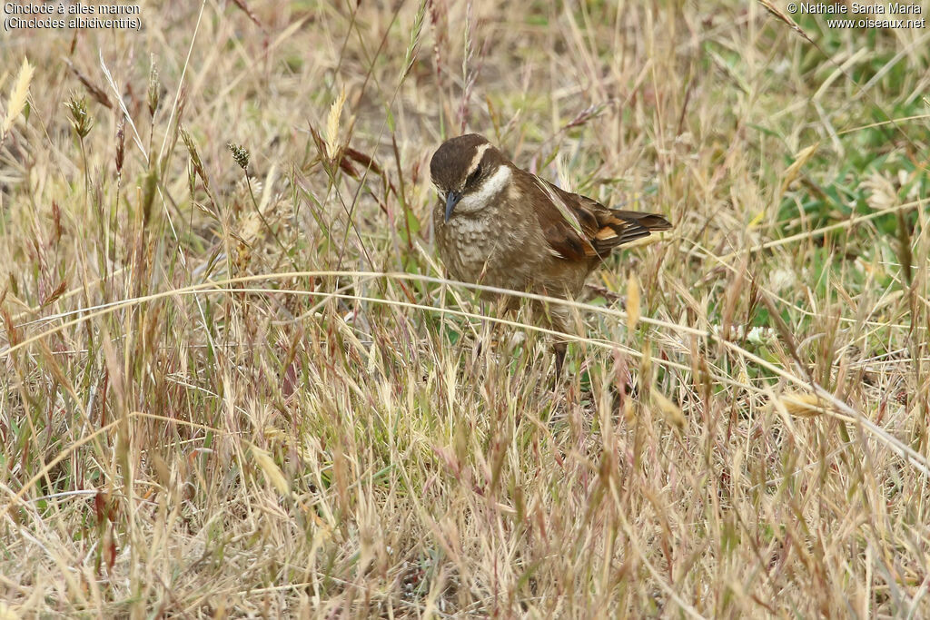 Chestnut-winged Cinclodes adult, identification, walking, fishing/hunting