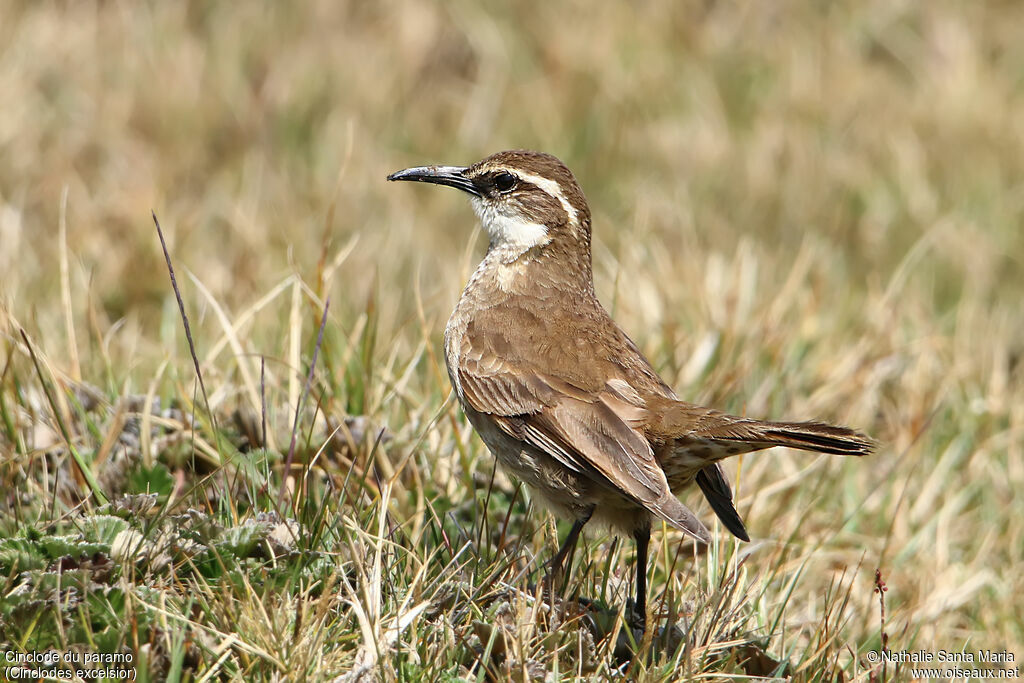 Cinclode du paramoadulte, identification