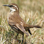 Cinclode du paramo
