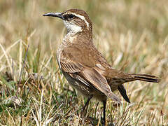 Stout-billed Cinclodes