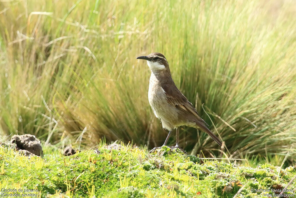 Cinclode du paramoadulte, identification, marche, pêche/chasse