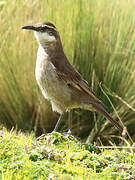 Stout-billed Cinclodes