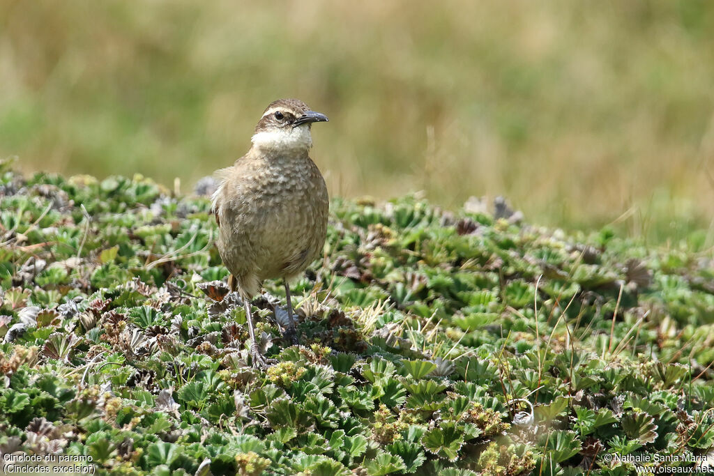 Stout-billed Cinclodesadult, identification, walking, fishing/hunting