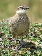 Stout-billed Cinclodes