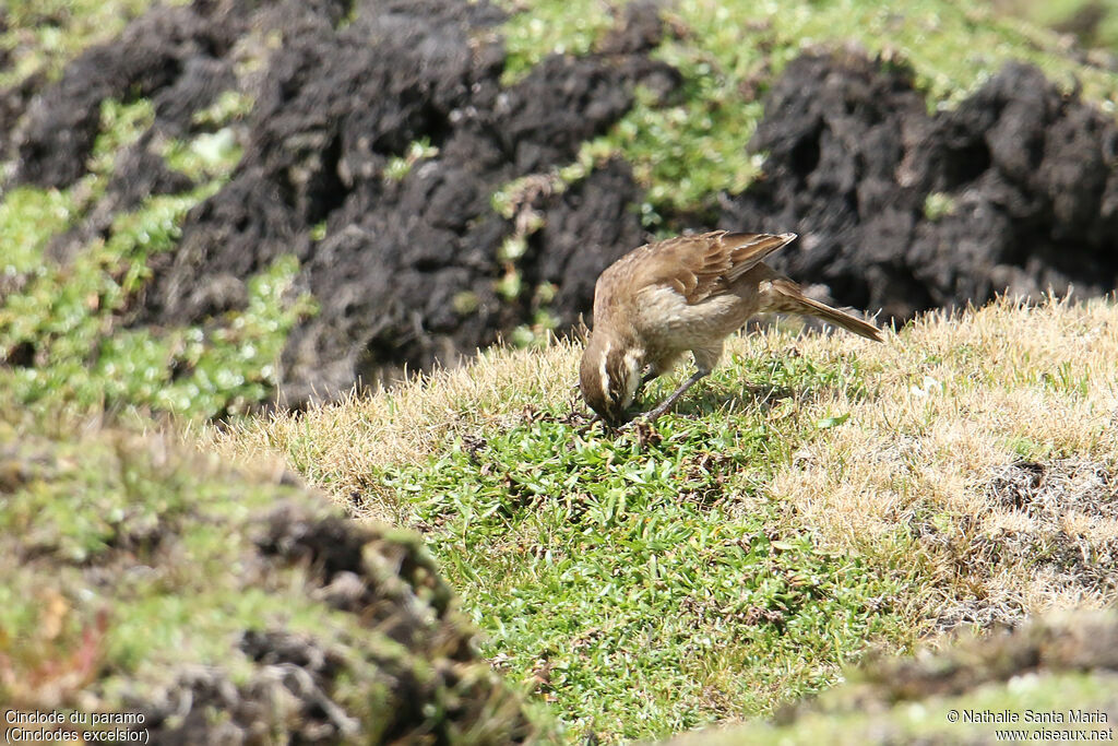 Stout-billed Cinclodesadult, habitat, fishing/hunting