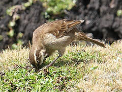 Stout-billed Cinclodes