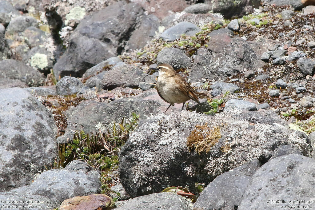 Cinclode du paramoadulte, habitat, marche