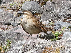 Stout-billed Cinclodes