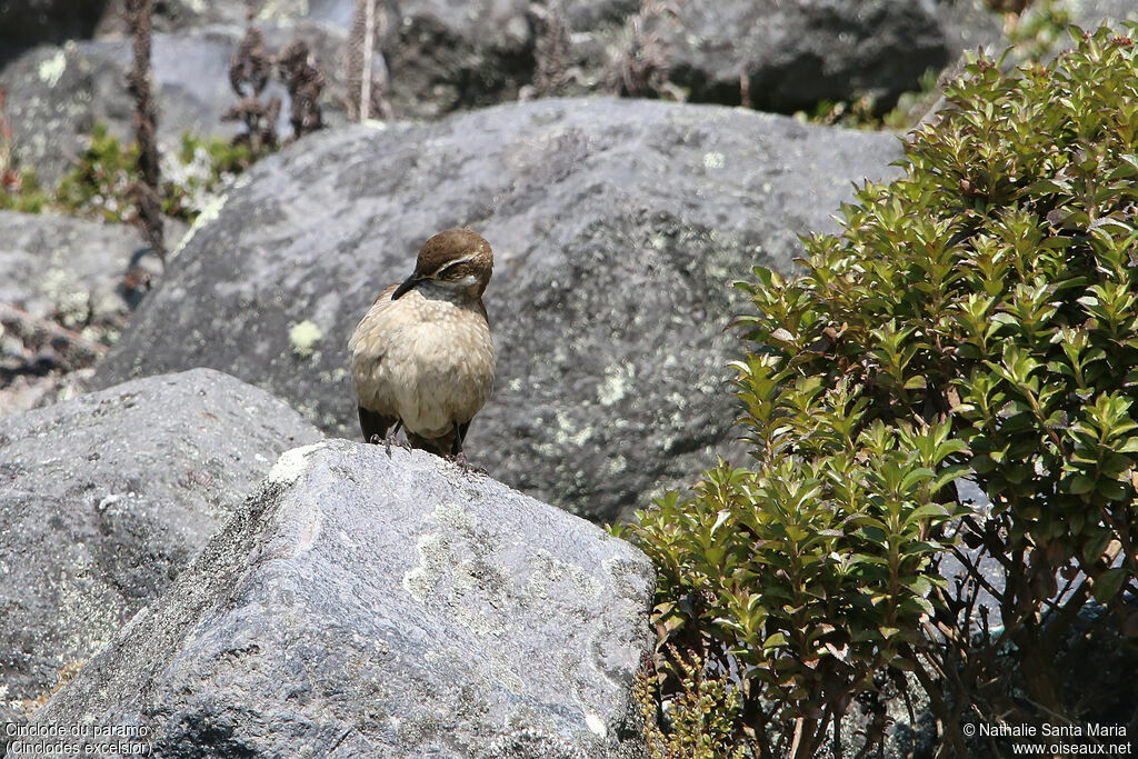 Stout-billed Cinclodesadult, care