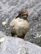 Stout-billed Cinclodes