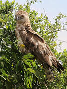 Black-chested Snake Eagle