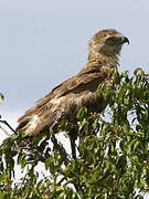 Black-chested Snake Eagle