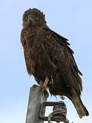 Brown Snake Eagle