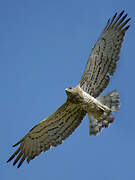 Short-toed Snake Eagle