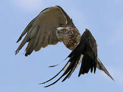 Short-toed Snake Eagle