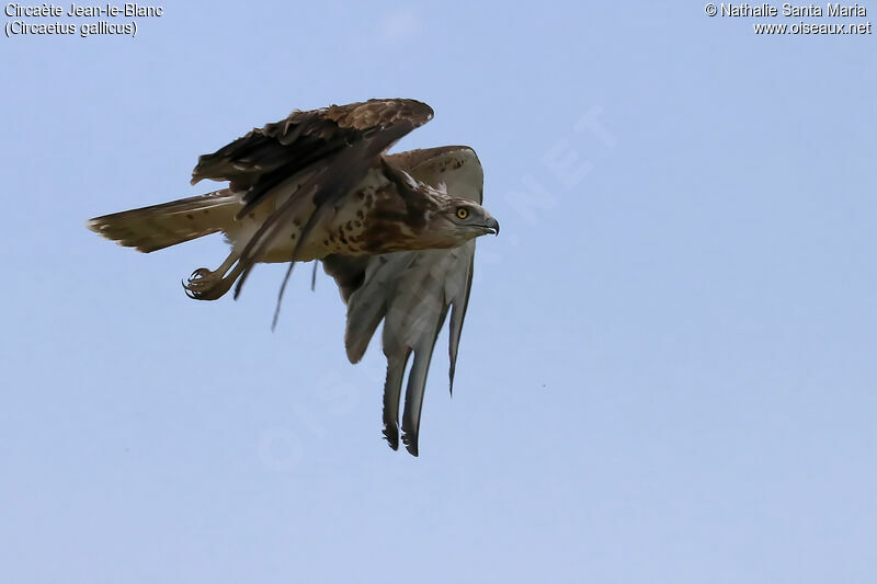Short-toed Snake Eagleimmature, identification, Flight