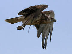 Short-toed Snake Eagle