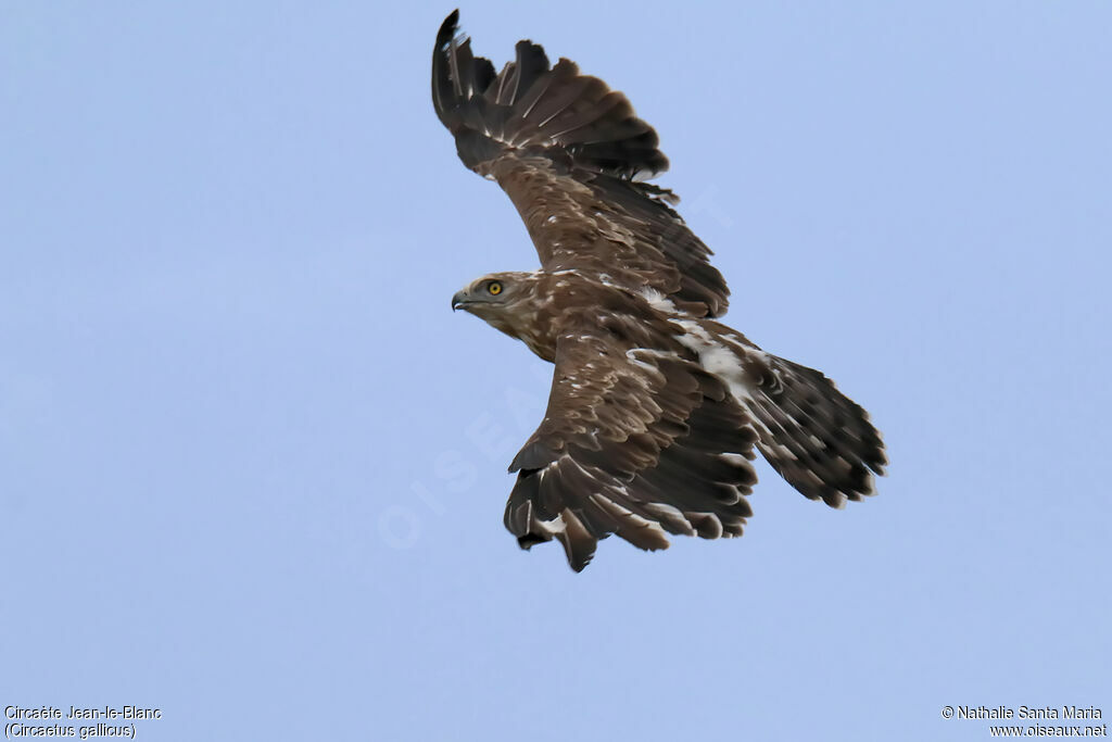 Short-toed Snake Eagleimmature, Flight