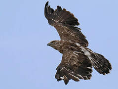 Short-toed Snake Eagle