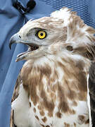 Short-toed Snake Eagle