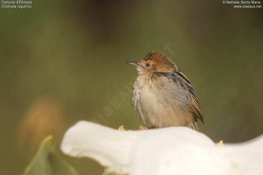 Ethiopian Cisticolaadult, identification