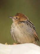 Ethiopian Cisticola