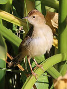 Ethiopian Cisticola