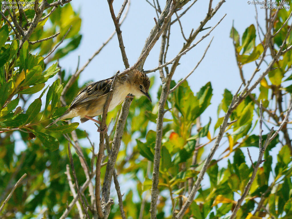 Zitting Cisticolaadult breeding, Behaviour