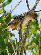 Zitting Cisticola