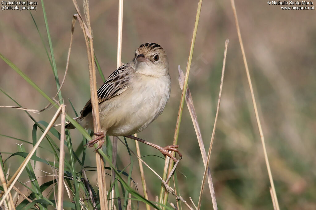 Zitting Cisticolaadult, identification, habitat, Behaviour