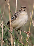 Zitting Cisticola