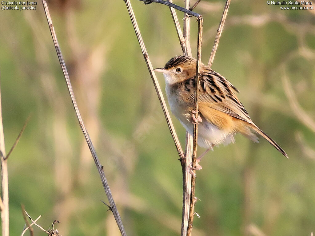 Zitting Cisticolaadult post breeding, identification, Behaviour