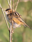 Zitting Cisticola