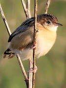 Zitting Cisticola