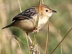 Zitting Cisticola