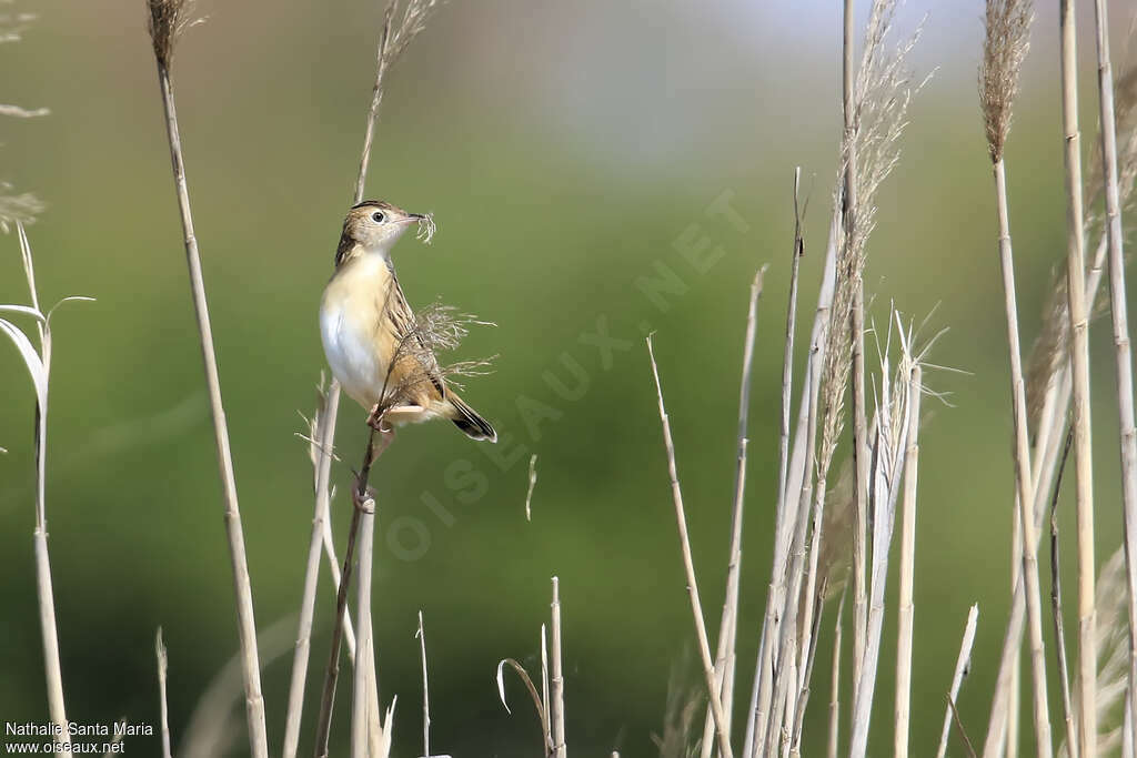 Zitting Cisticolaadult, habitat, Reproduction-nesting