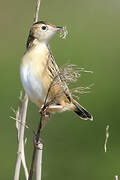 Zitting Cisticola