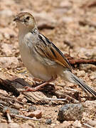 Winding Cisticola