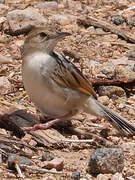 Winding Cisticola