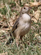 Rattling Cisticola