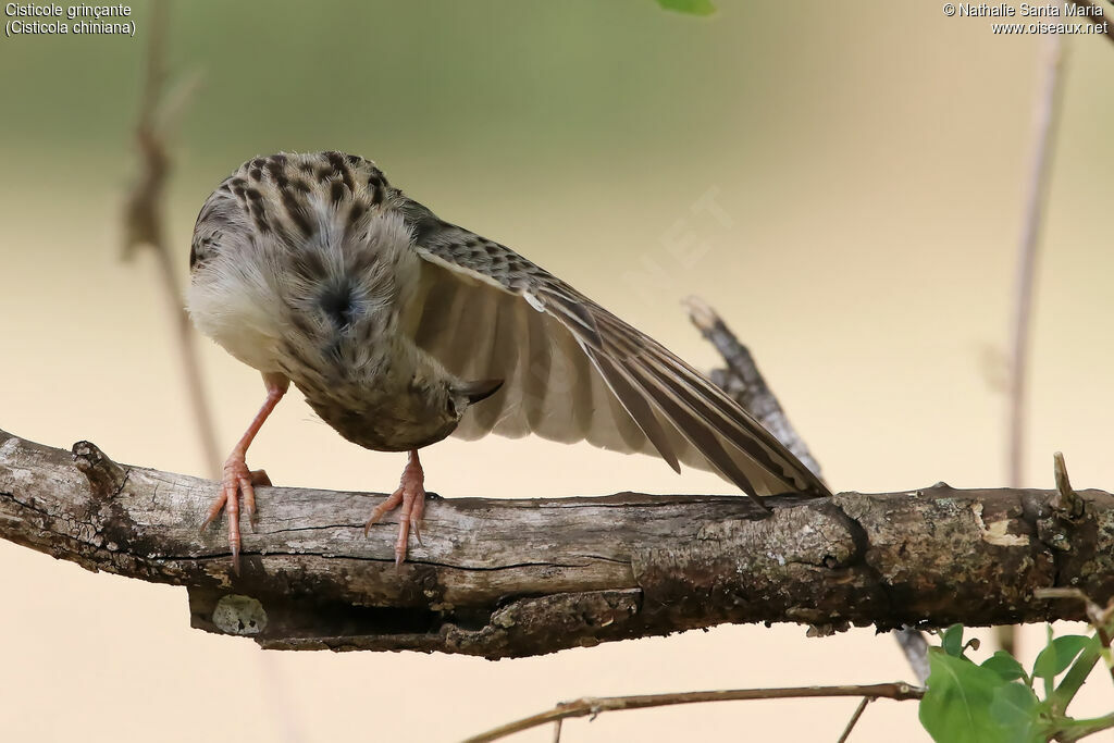 Rattling Cisticolaadult, care