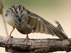 Rattling Cisticola