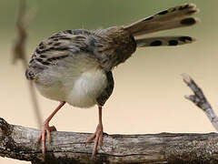 Rattling Cisticola