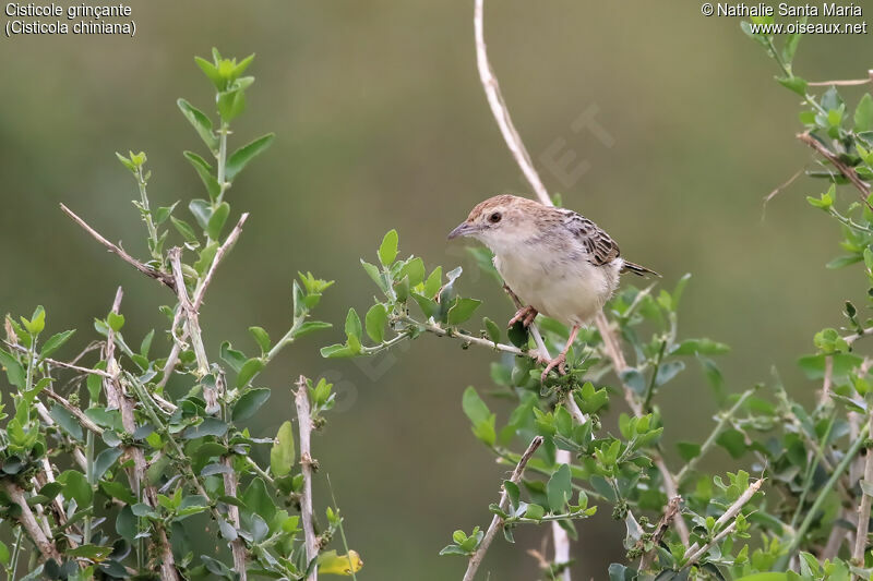 Rattling Cisticolaadult, identification, habitat