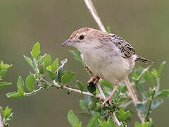 Rattling Cisticola