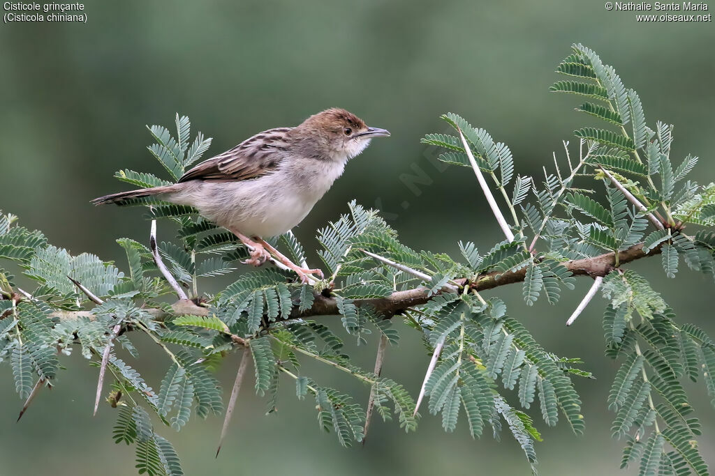 Cisticole grinçanteadulte, identification, habitat