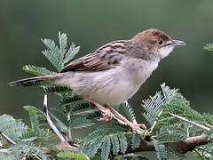 Rattling Cisticola