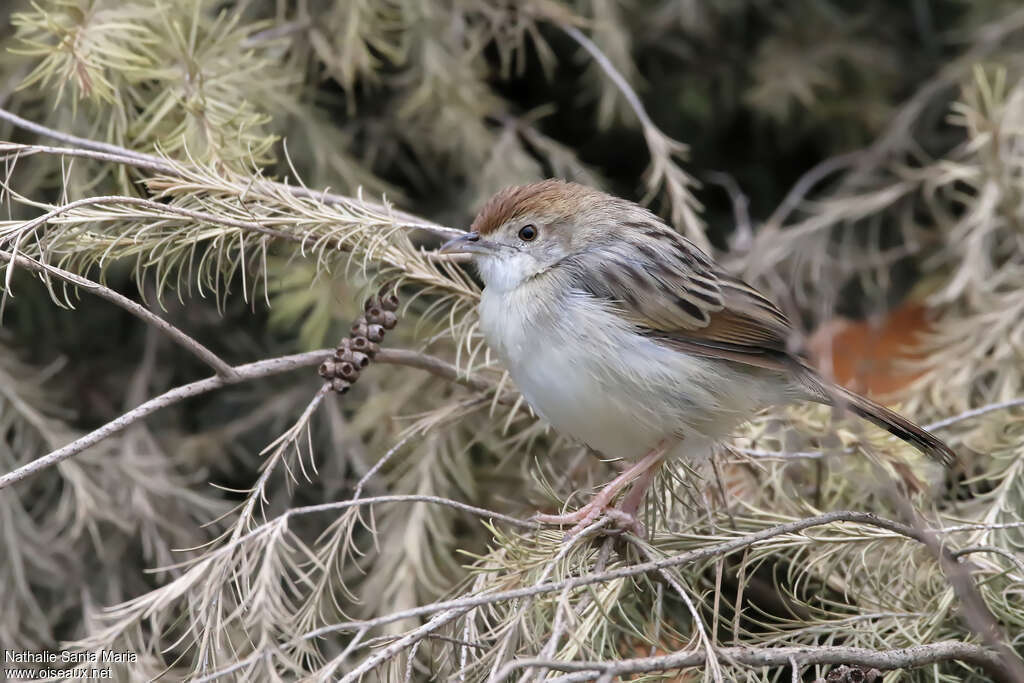 Rattling Cisticolaadult, identification